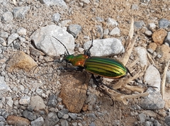 Carabus lineatus