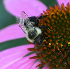 Bombus impatiens