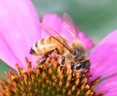 Apis mellifera
