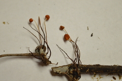 Marasmius fulvoferrugineus