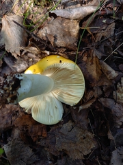 Russula risigallina