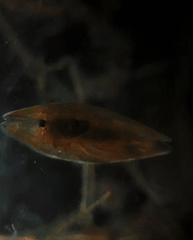 Herpetocypris