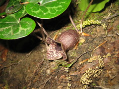 Hexastylis shuttleworthii
