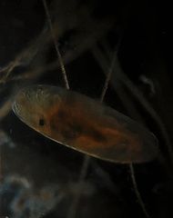 Herpetocypris