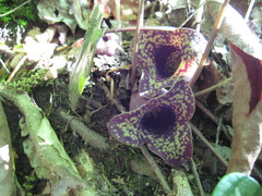 Hexastylis shuttleworthii