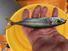 Trachurus symmetricus
