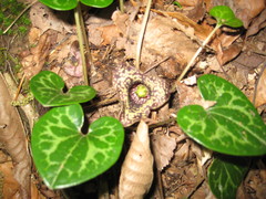 Hexastylis shuttleworthii