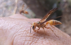Synoeca virginea