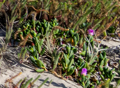 Carpobrotus virescens