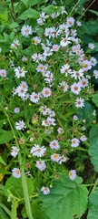 Symphyotrichum × salignum