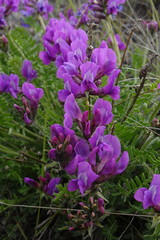 Oxytropis middendorffii