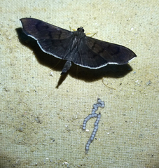 Phostria