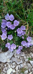 Campanula raineri