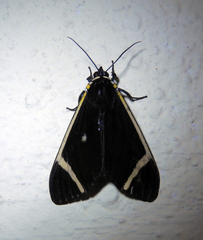 Myserla transversa