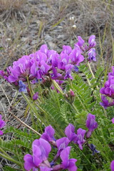 Oxytropis middendorffii
