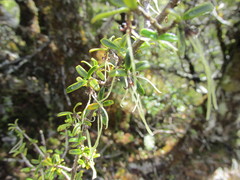 Coprosma pseudocuneata