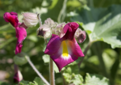 Proboscidea louisianica