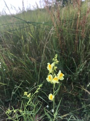 Linaria vulgaris