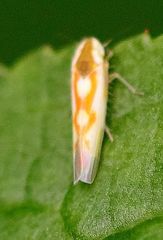 Zygina flammigera