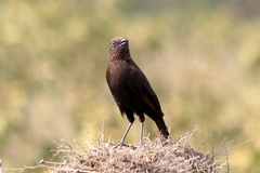 Myrmecocichla aethiops