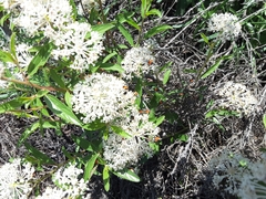 Melanopleurus belfragei