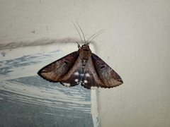 Ercheia