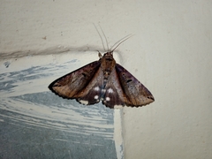 Ercheia