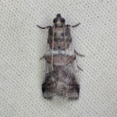 Acrobasis vaccinii