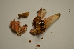 Russula eccentrica