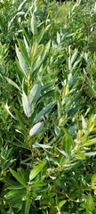 Salix myricoides
