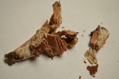 Russula eccentrica