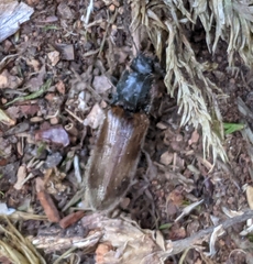 Hemicrepidius pallidipennis