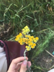 Helichrysum arenarium