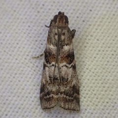 Dioryctria pygmaeella