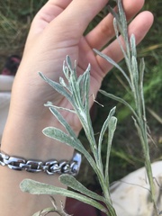 Helichrysum arenarium