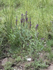 Verbena macdougalii