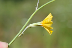 Chondrilla graminea
