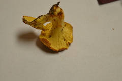 Cantharellus lewisii