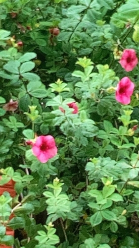 Allamanda blanchetii