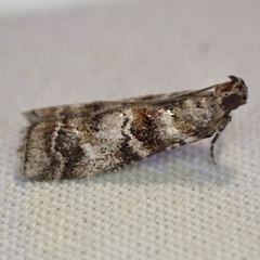 Dioryctria pygmaeella