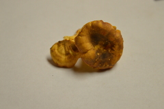 Cantharellus lewisii