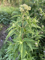 Eupatorium cannabinum