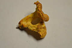 Cantharellus lewisii