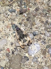 Olethreutes nigranum