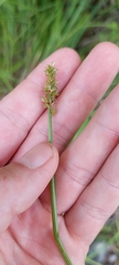 Carex conjuncta