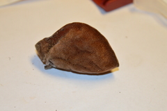 Auricularia nigricans