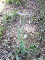Sisyrinchium chilense