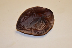 Auricularia nigricans