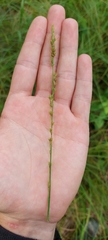 Carex vulpinoidea