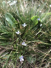 Swertiinae